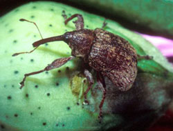 picture of the bollweevil bug