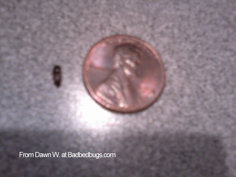 stool light brown with black spots RolfDay's blog