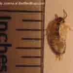 Joanna bed bug photo 2 of 2