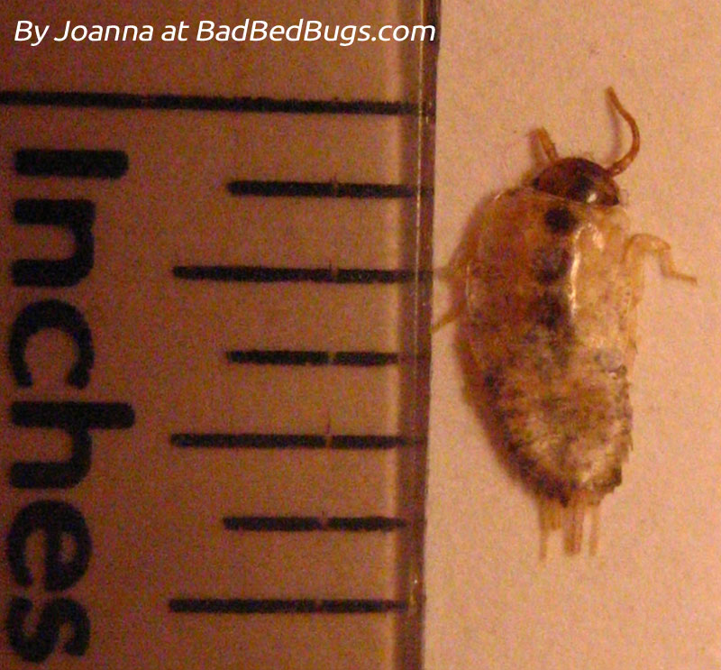 How Fast Do Bed Bugs Run Bed Bugs RegistryBed Bugs Registry