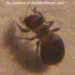 Joanna bed bug photo 2 of 2