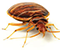 bad bed bug