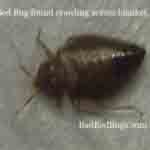 Closeup of a Bed Bug
