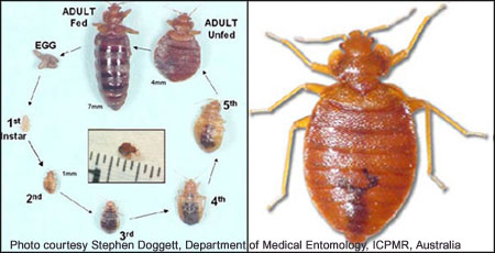 Image result for life cycle of a bed bug