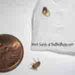 Bed Bug compared to a penny
