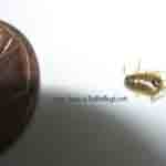 Two Bed Bugs found by Sarah
