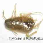 Bed Bugs found by Sarah Top