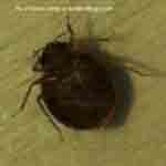 What bed bug bites look like photo 5