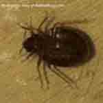 What bed bug bites look like photo 6