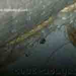 What bed bug bites look like photo 9