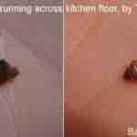 Bed bug caught by Tiffiney