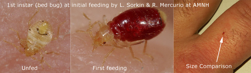 Pictures of what Bed Bugs look like