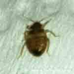 Bedbug found by Cassy