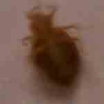 Bedbug or not asks S.N.
