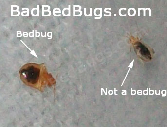 Picture of two bugs, 1 a bedbug the other not