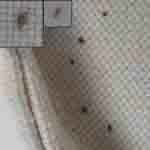 bedbug on mattress ouk