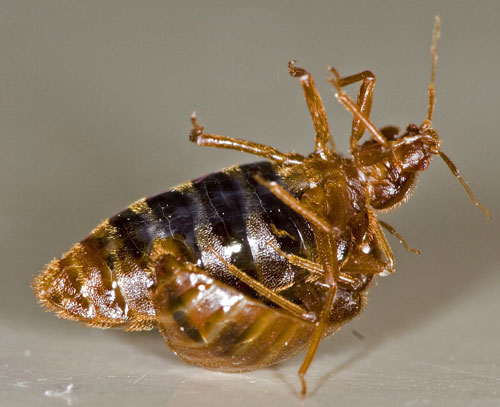 Underside of a female bed bug Underside of a female bed bug