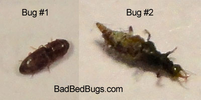 Bed Bugs Poop