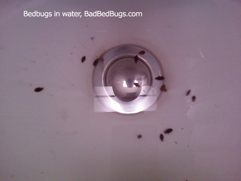 bugs bed water bedbug bedbugs them found dead mattress hotel