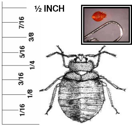 What is the size of a bed bug?
