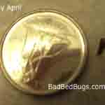 Bug by April but not a bed bug