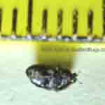 Bug from John