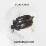 claires bug