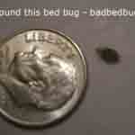 Erikos Bed Bug