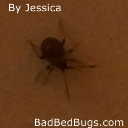 fancy bug found in bed