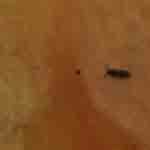 Frans Bug
