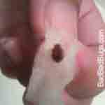 Is this a bed bug or something else?