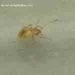 Bed Bugs found by Josh?