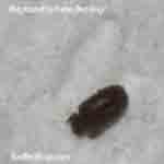 Katies Bug