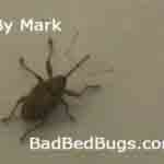 Marks Bed Bug