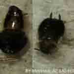 Mikhail Bug