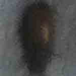 This is not a bed bug