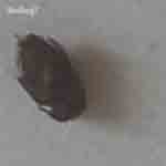 Not a bed bug two