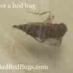 Not a bed bug in zip lock bag