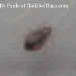 paulas bedbug