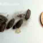 pillbug or rollie pollie