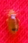 Red Bedbug Red Bedbug