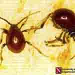 shiny spider mistaken for bed bug shiny spider mistaken for bed bug