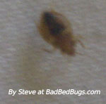 Steves Bed Bug Photo