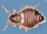 Swallow bug looks like bed bug Swallow bug looks like bed bug