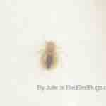 What does a bed bug look like