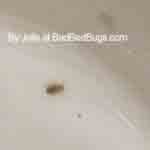 What does a bedbug look like?