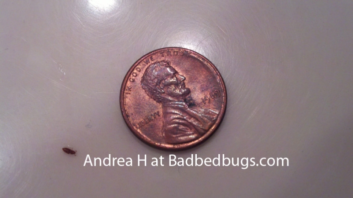 Small bedbug shown next to a penny