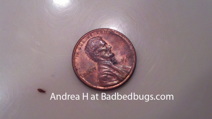 Small bedbug shown next to a penny Small bedbug shown next to a penny