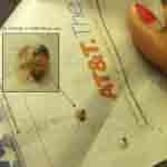 Dead bed bug