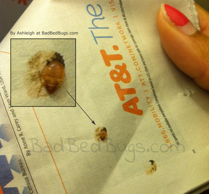 Dead bedbugs on newspaper by Ashleigh